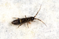 Un Collembole (Collembole - Entomobryidae - Orchesella cincta)